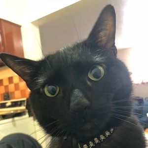 Meet your Posher, Oscar